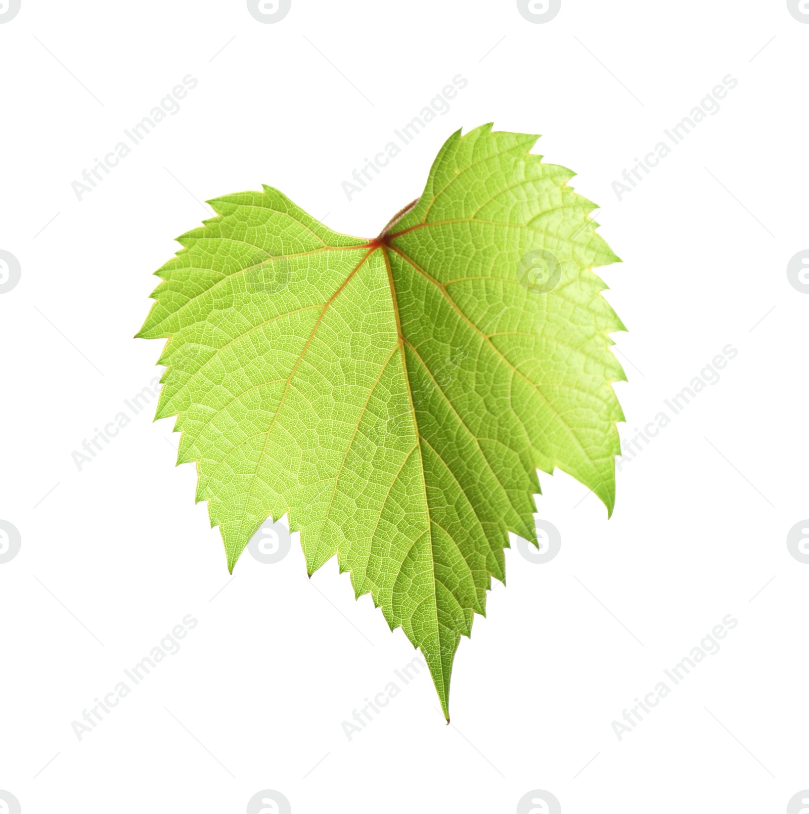 Photo of Fresh green grape leaf isolated on white