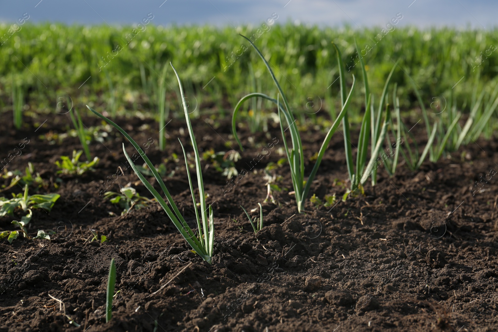 Photo of Young green onion sprouts growing in field