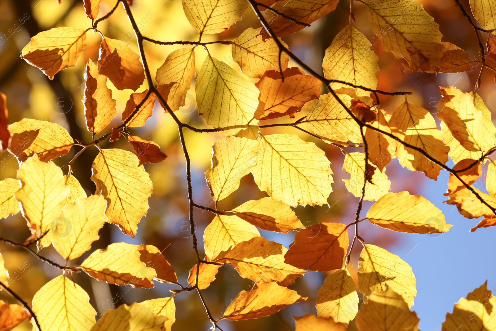Photo of Beautiful tree with bright autumn leaves outdoors on sunny day, closeup