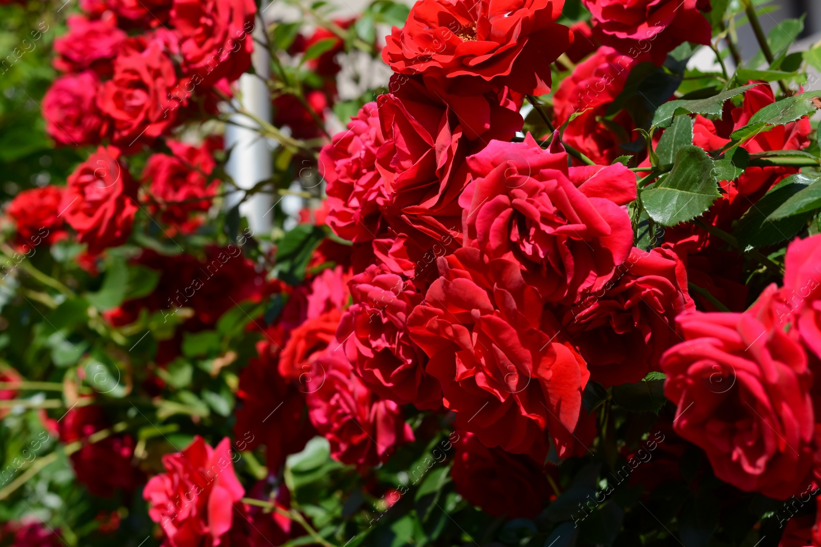 Photo of Beautiful blooming rose bush outdoors on sunny day