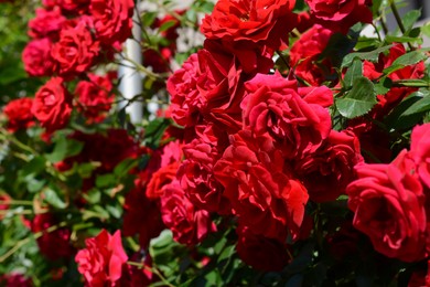 Photo of Beautiful blooming rose bush outdoors on sunny day