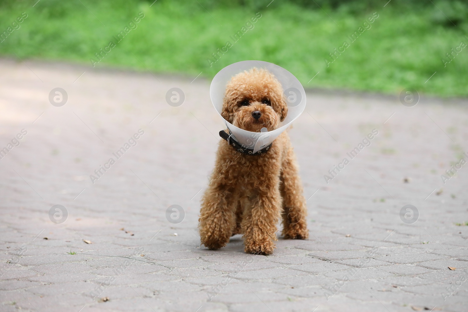 Photo of Cute Maltipoo dog with Elizabethan collar outdoors