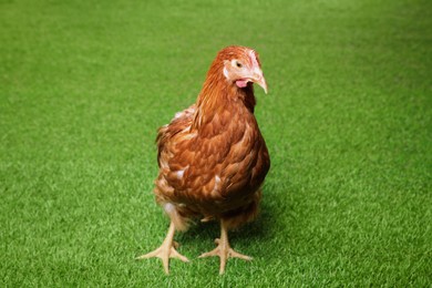 Photo of Beautiful chicken on green grass. Domestic animal