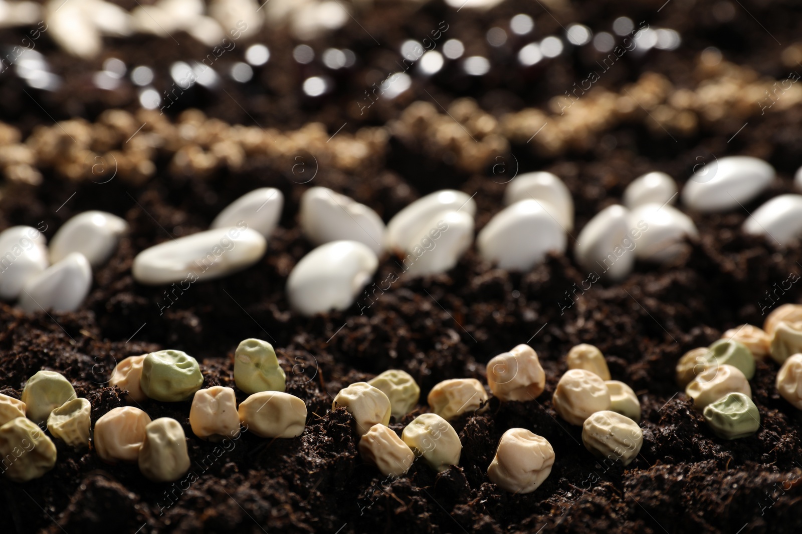 Photo of Pea beans and different vegetable seeds on fertile soil, closeup