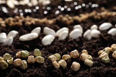 Photo of Pea beans and different vegetable seeds on fertile soil, closeup