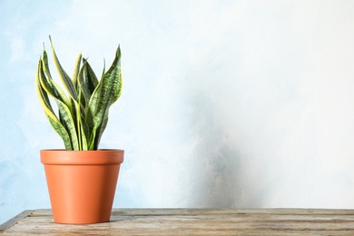 Beautiful sansevieria plant in pot on table near color wall, space for text. Home decor