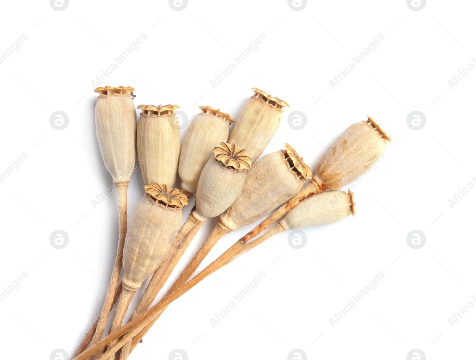 Photo of Dry poppy heads with seeds on white background, top view