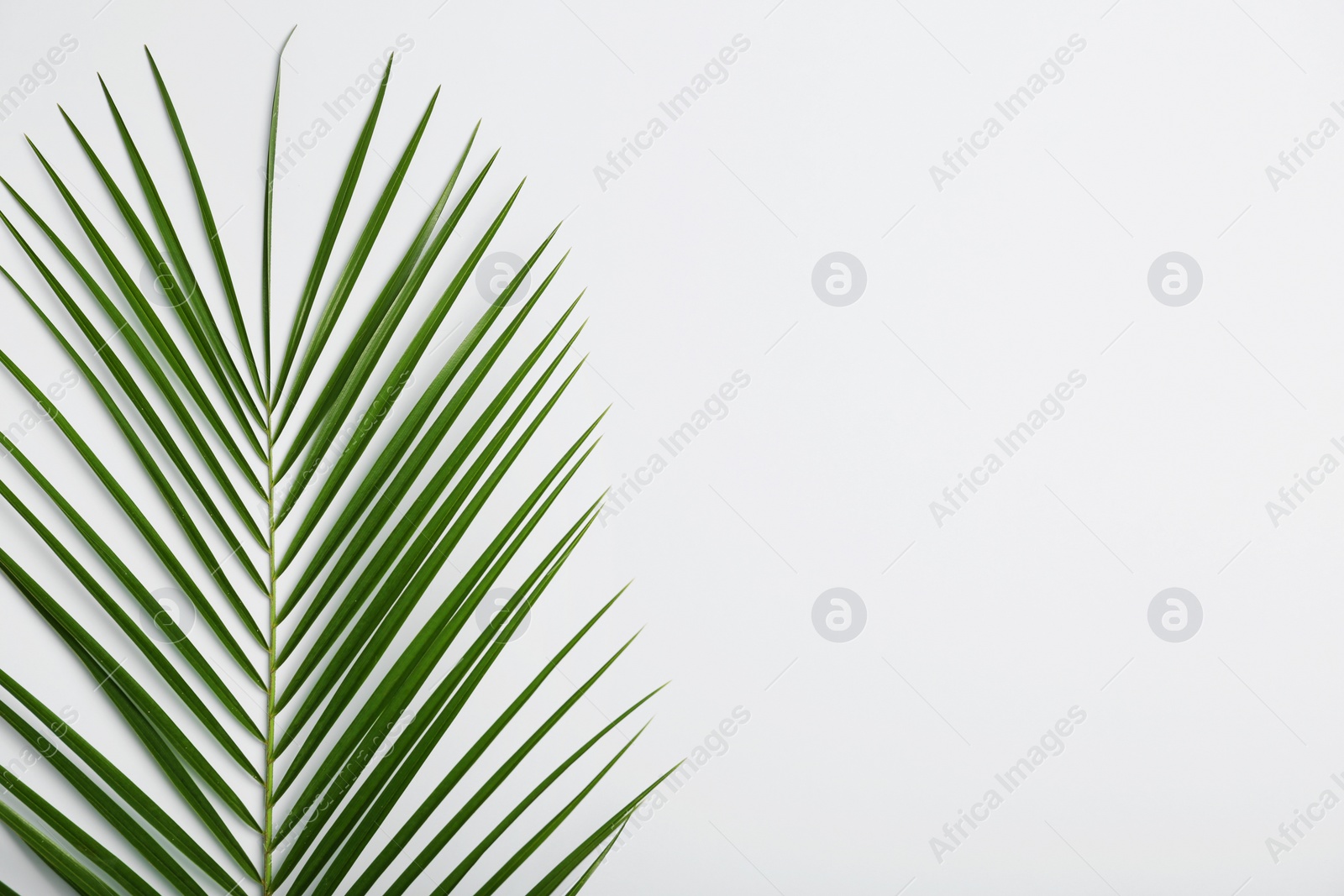 Photo of Fresh tropical date palm leaf on white background, top view
