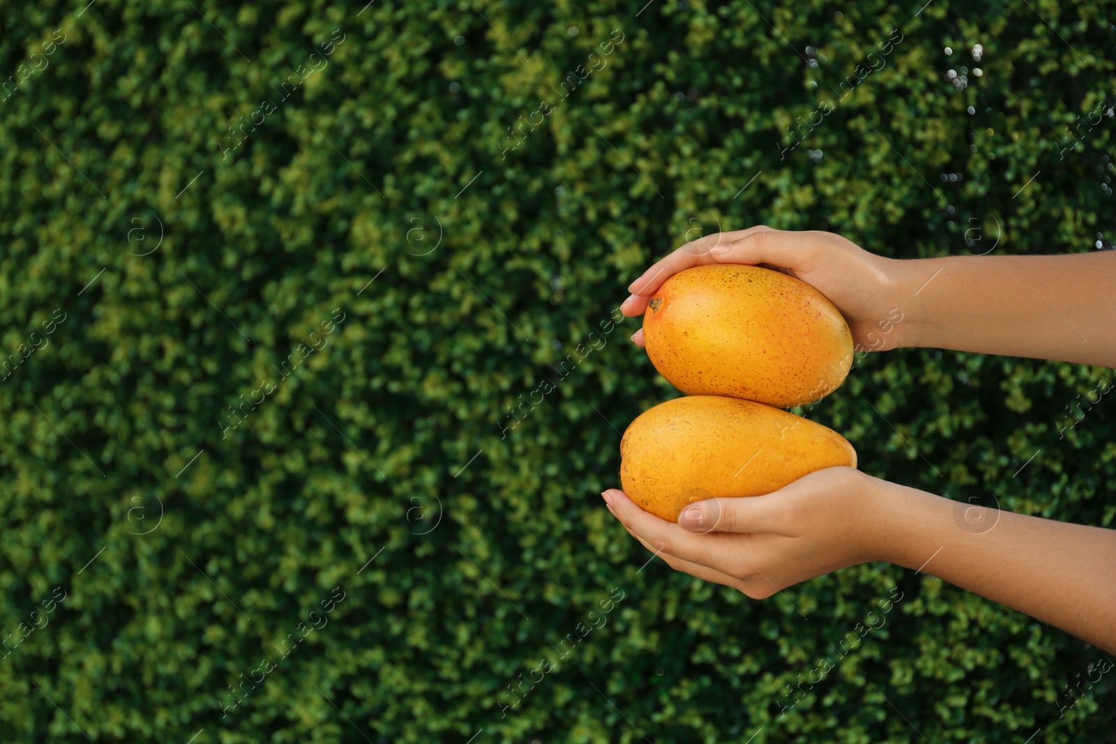 Photo of Woman holding ripe juicy mangos outdoors, closeup. Space for text