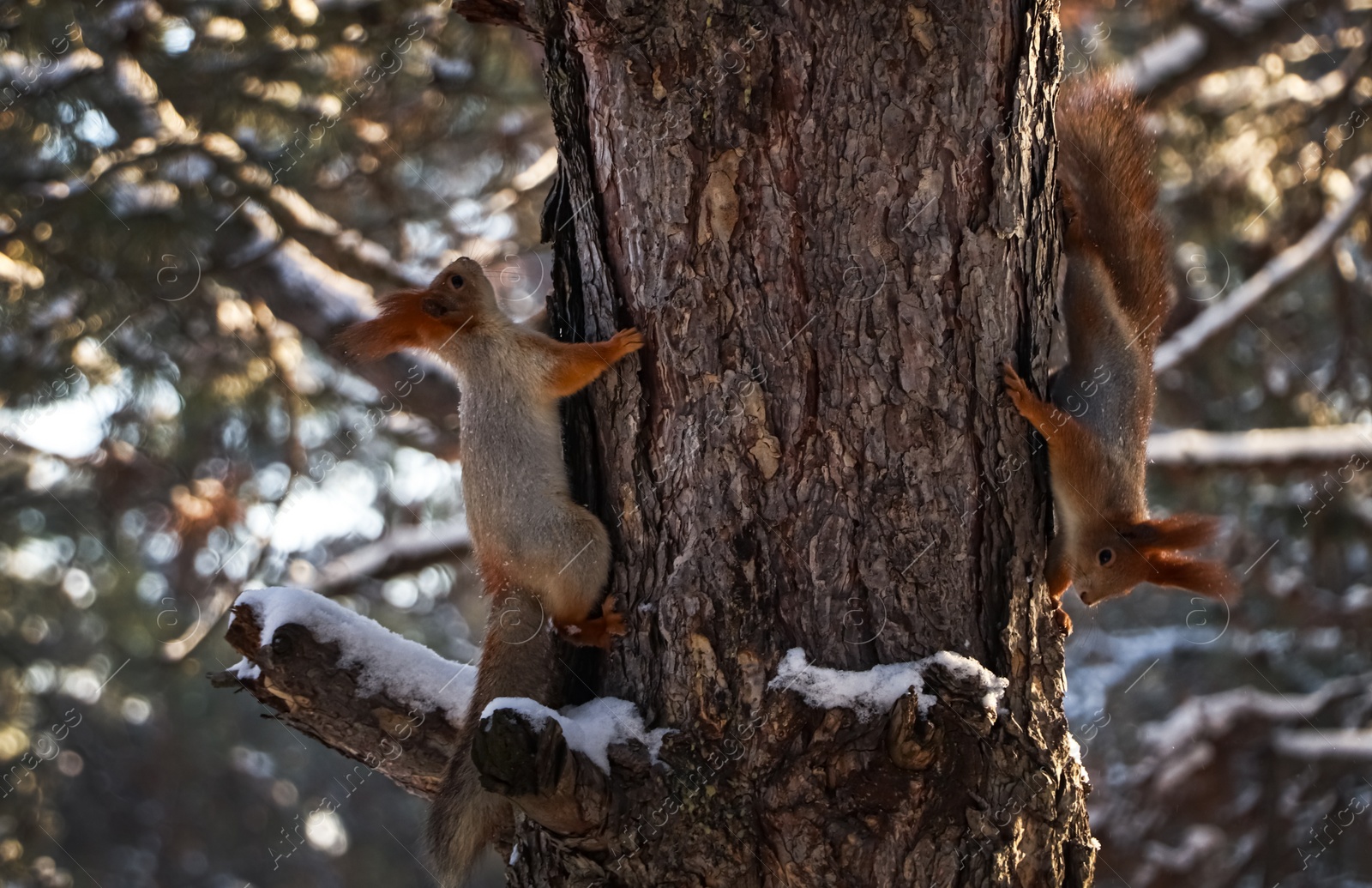 Photo of Cute squirrels on pine tree in winter forest