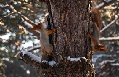 Photo of Cute squirrels on pine tree in winter forest