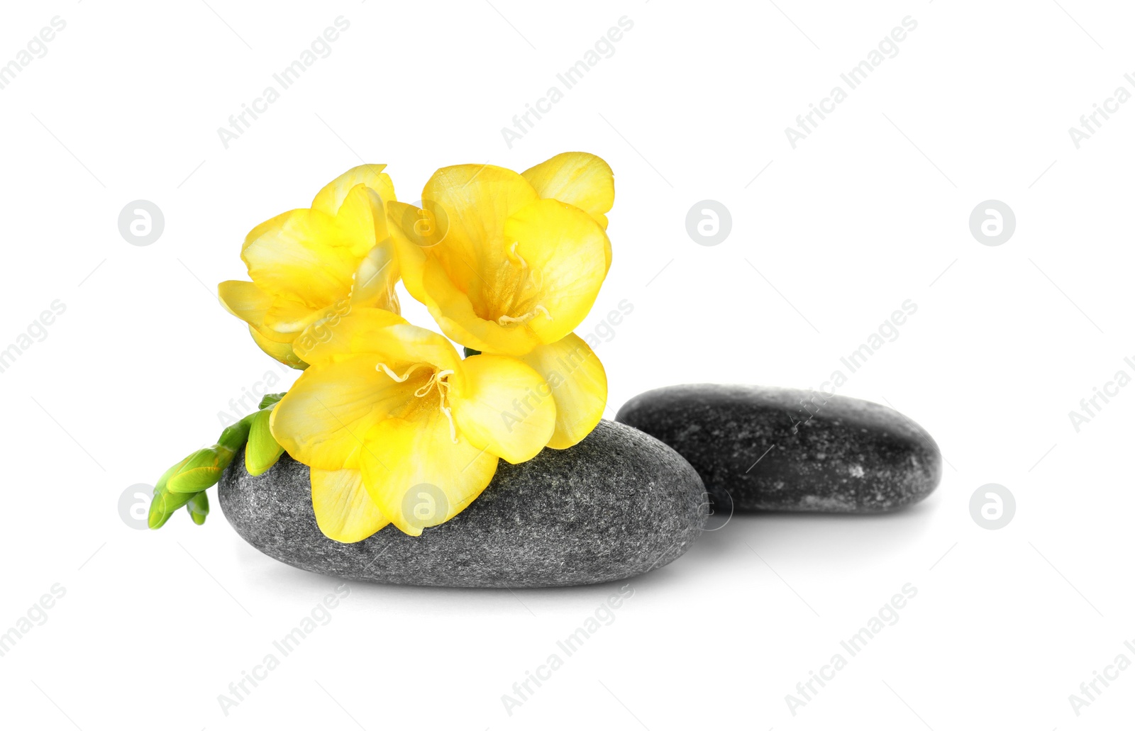 Photo of Spa stones and freesia flowers on white background