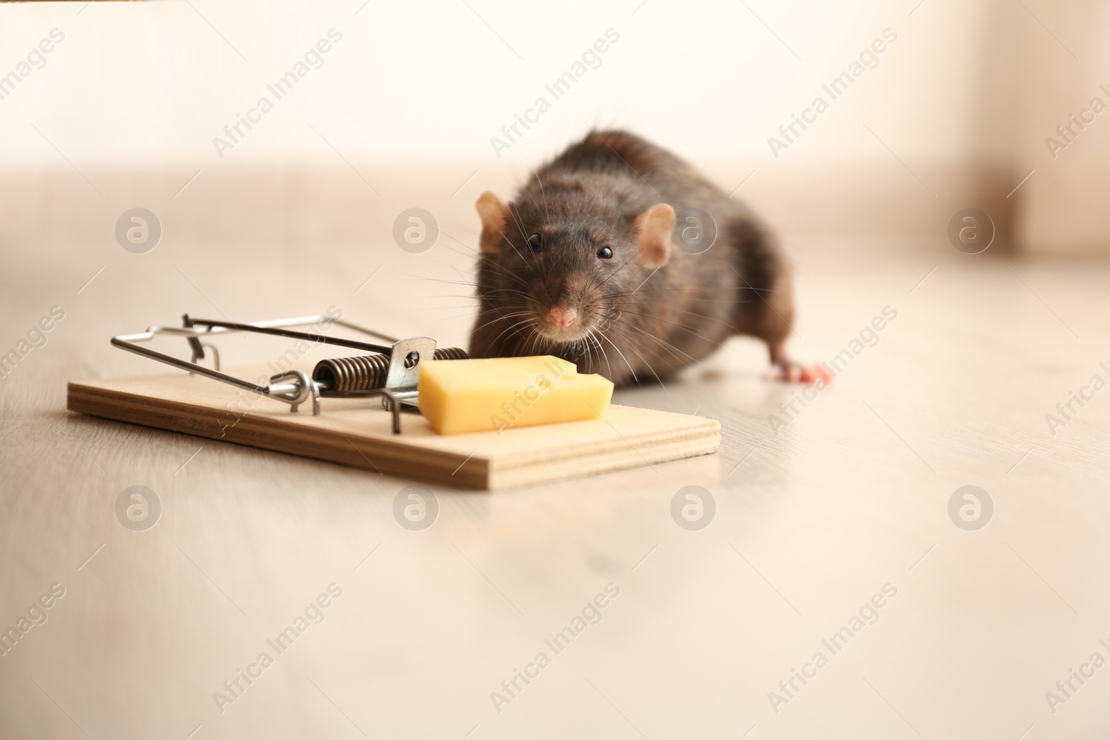 Photo of Rat and mousetrap with cheese indoors. Pest control