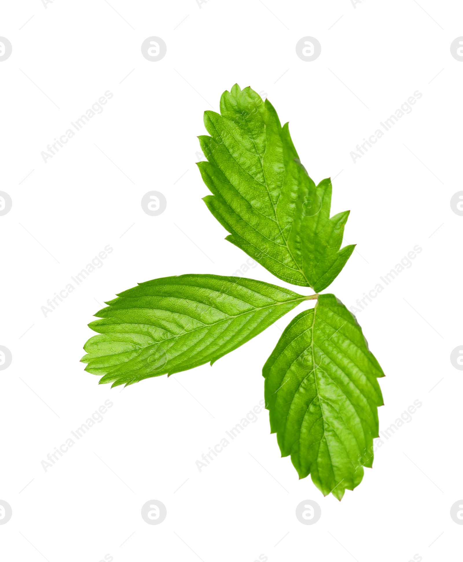 Photo of Green wild strawberry leaf isolated on white