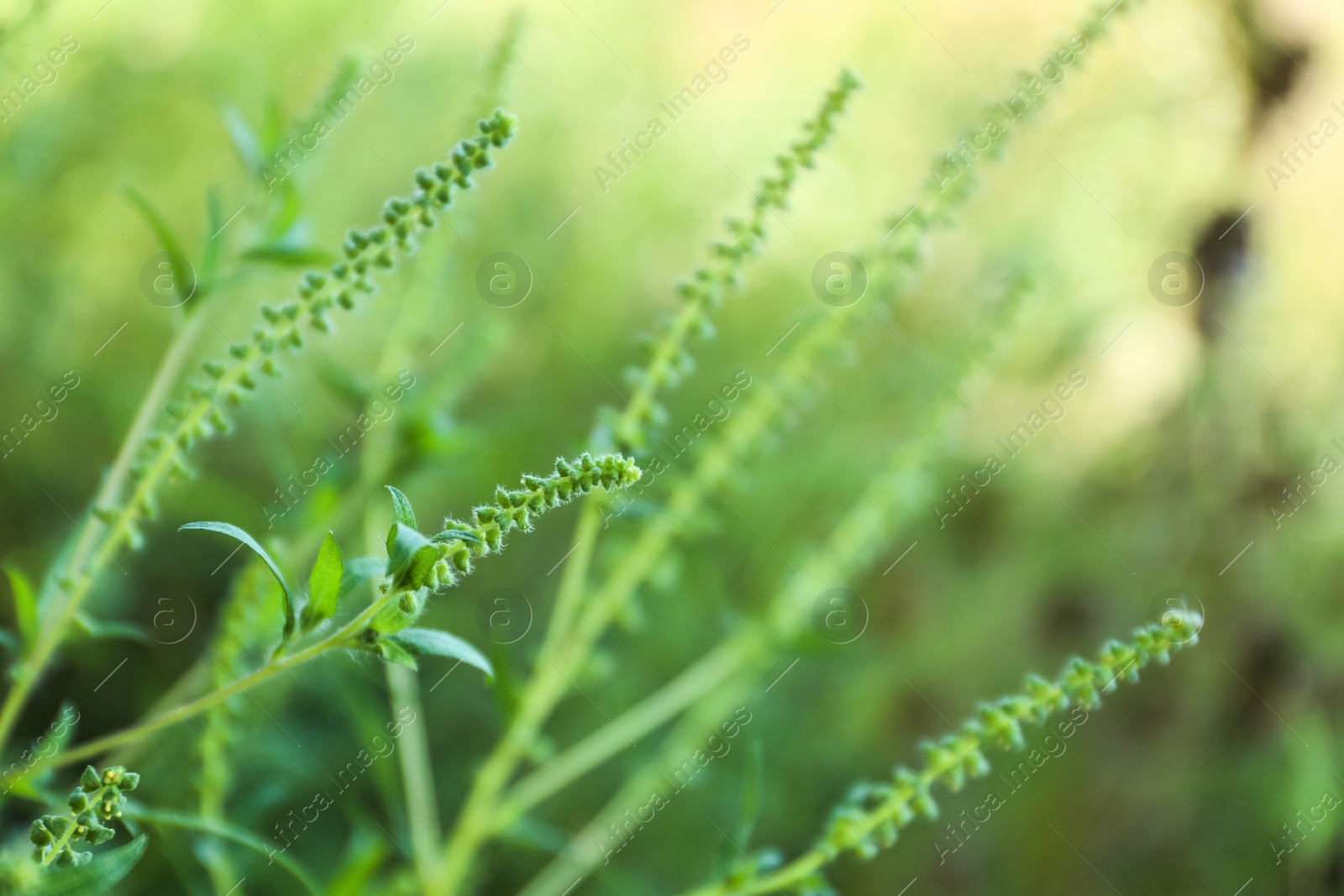 Photo of Blooming Ragweed (Ambrosia) bush outdoors, closeup. Seasonal allergy