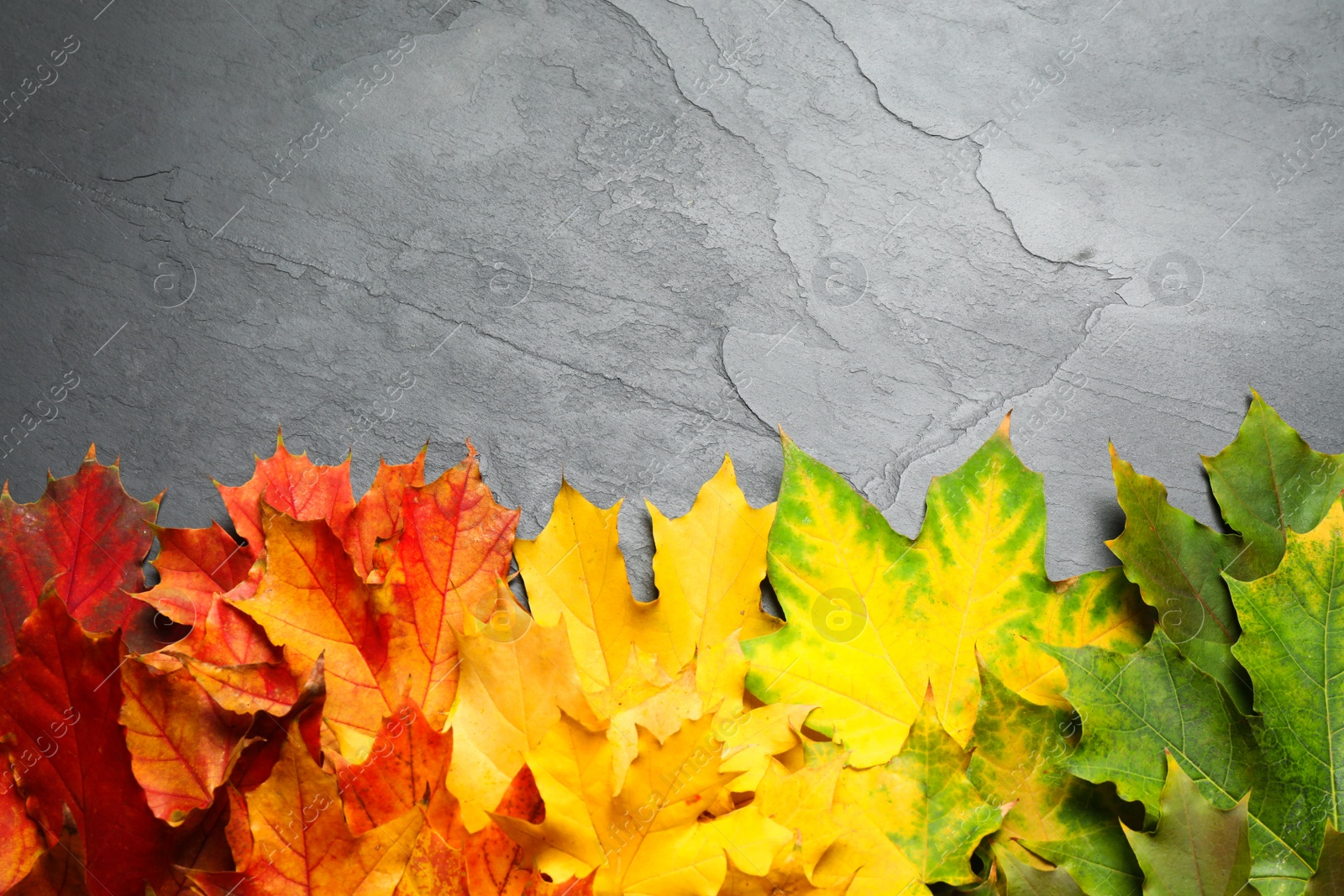 Photo of Flat lay composition with autumn leaves on grey stone background. Space for text