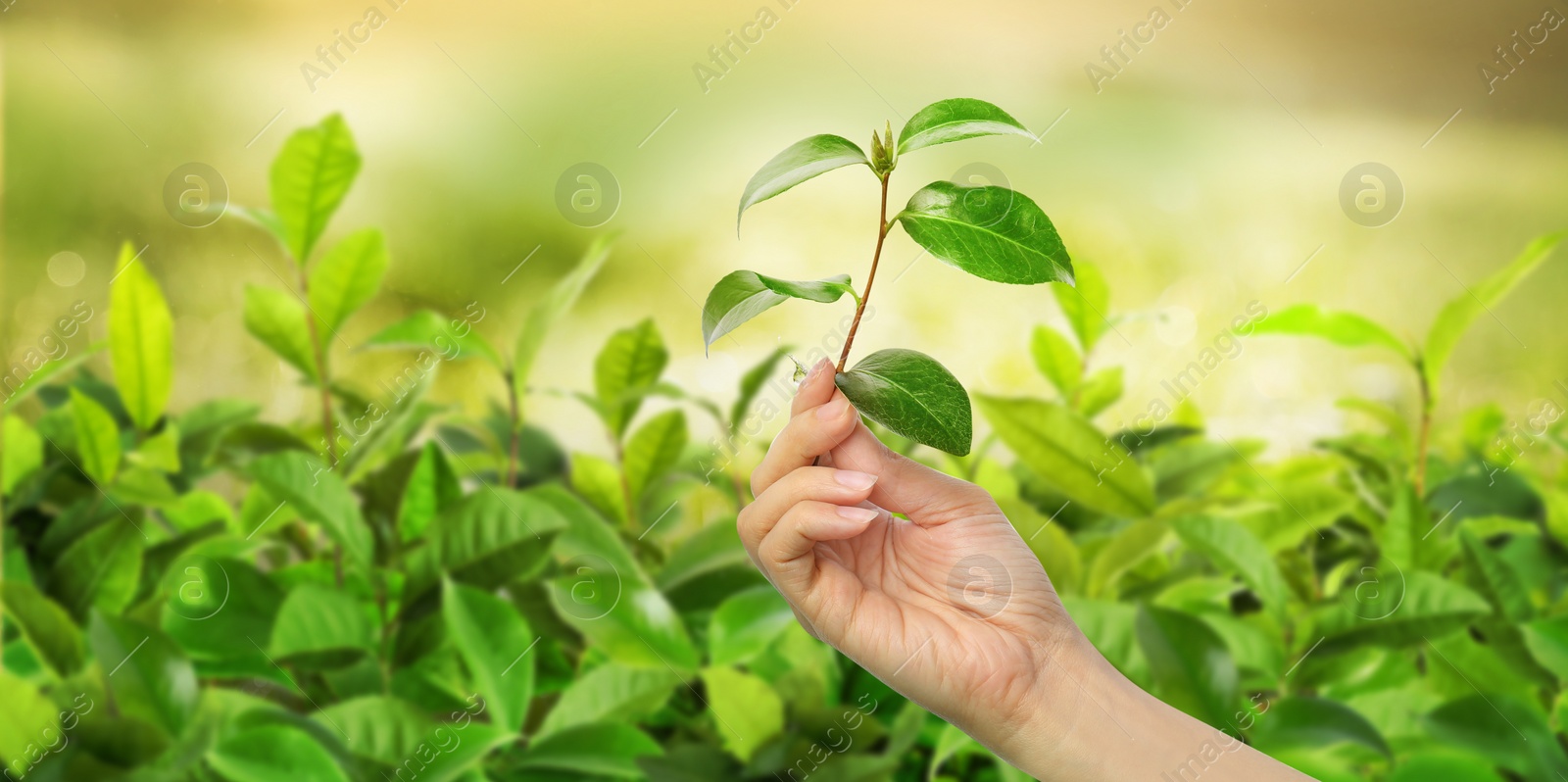 Image of Tea plantation. Woman holding twig with fresh green leaves, closeup