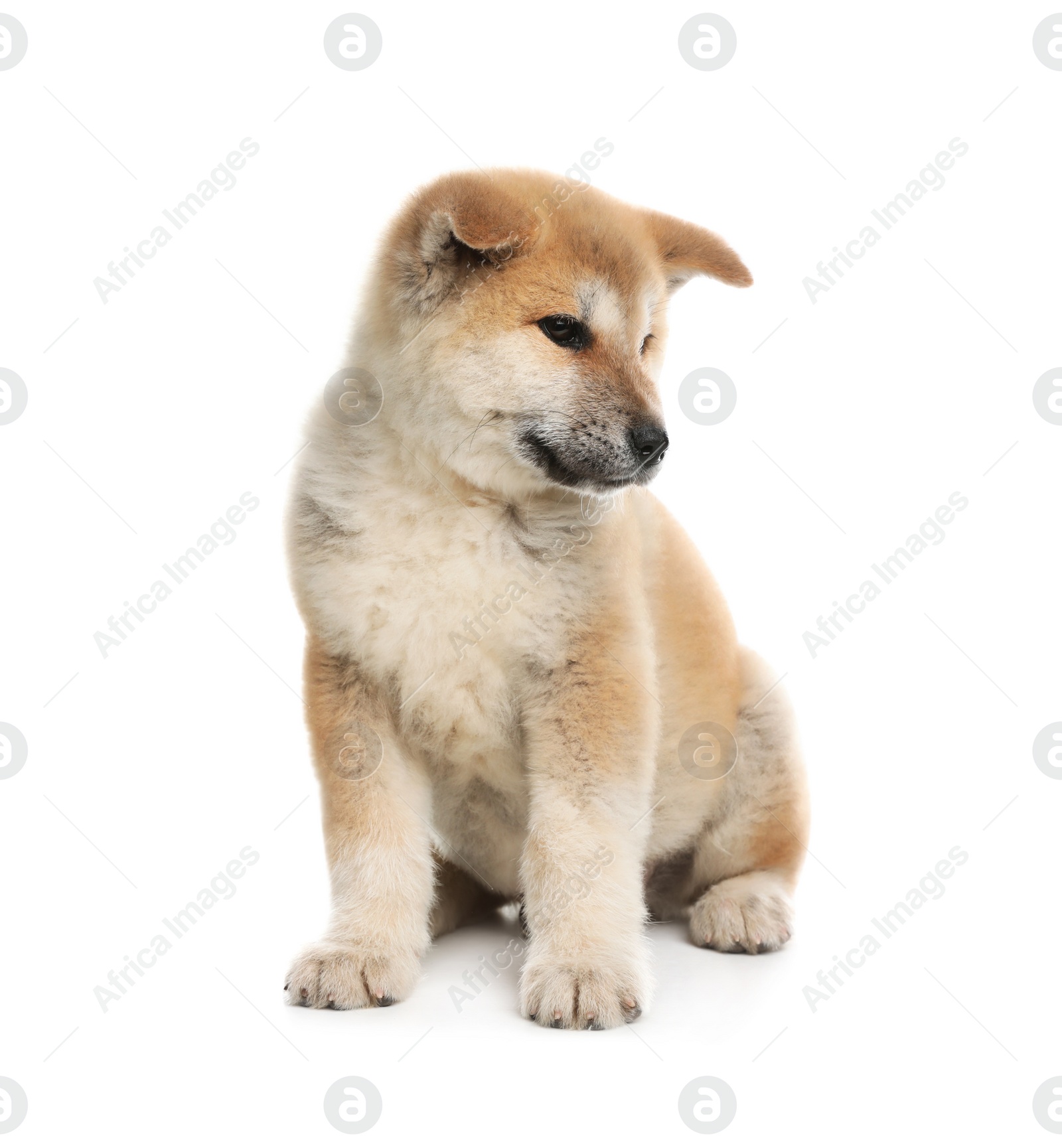 Photo of Adorable Akita Inu puppy on white background