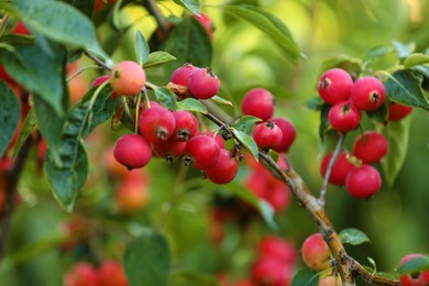 Red hawthorn berries on branch outdoors, closeup