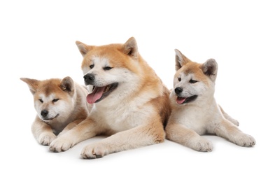 Adorable Akita Inu dog and puppies isolated on white