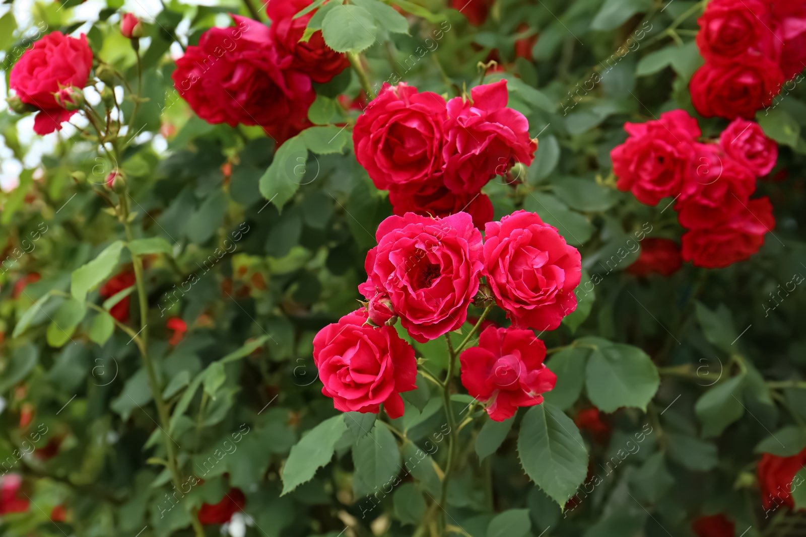 Photo of Beautiful green bush with blooming roses in garden