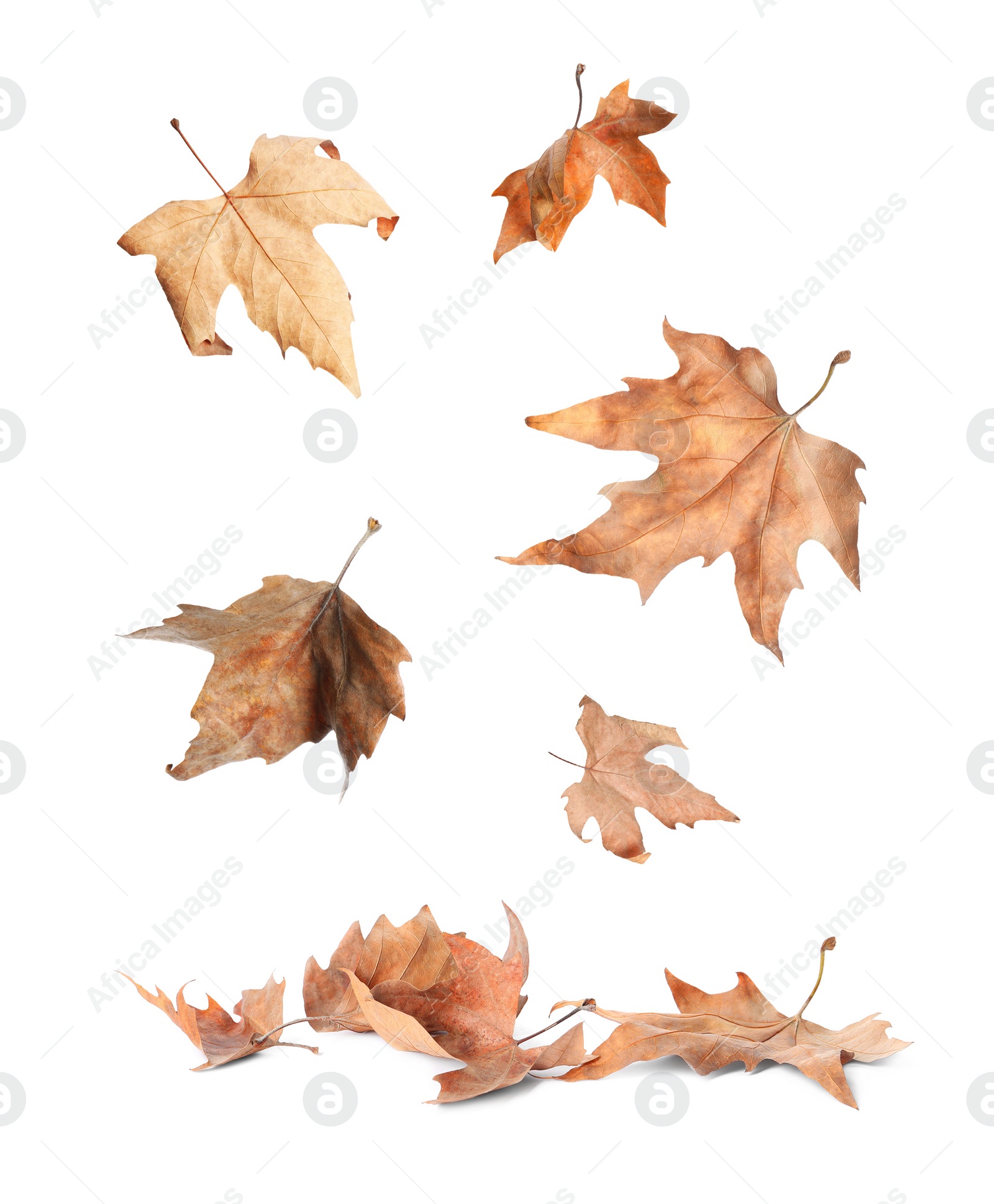 Image of Beautiful autumn leaves falling on white background