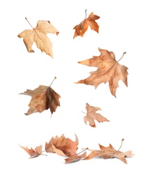 Image of Beautiful autumn leaves falling on white background