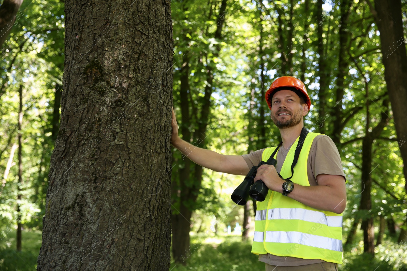 Photo of Forester with binoculars examining tree in forest