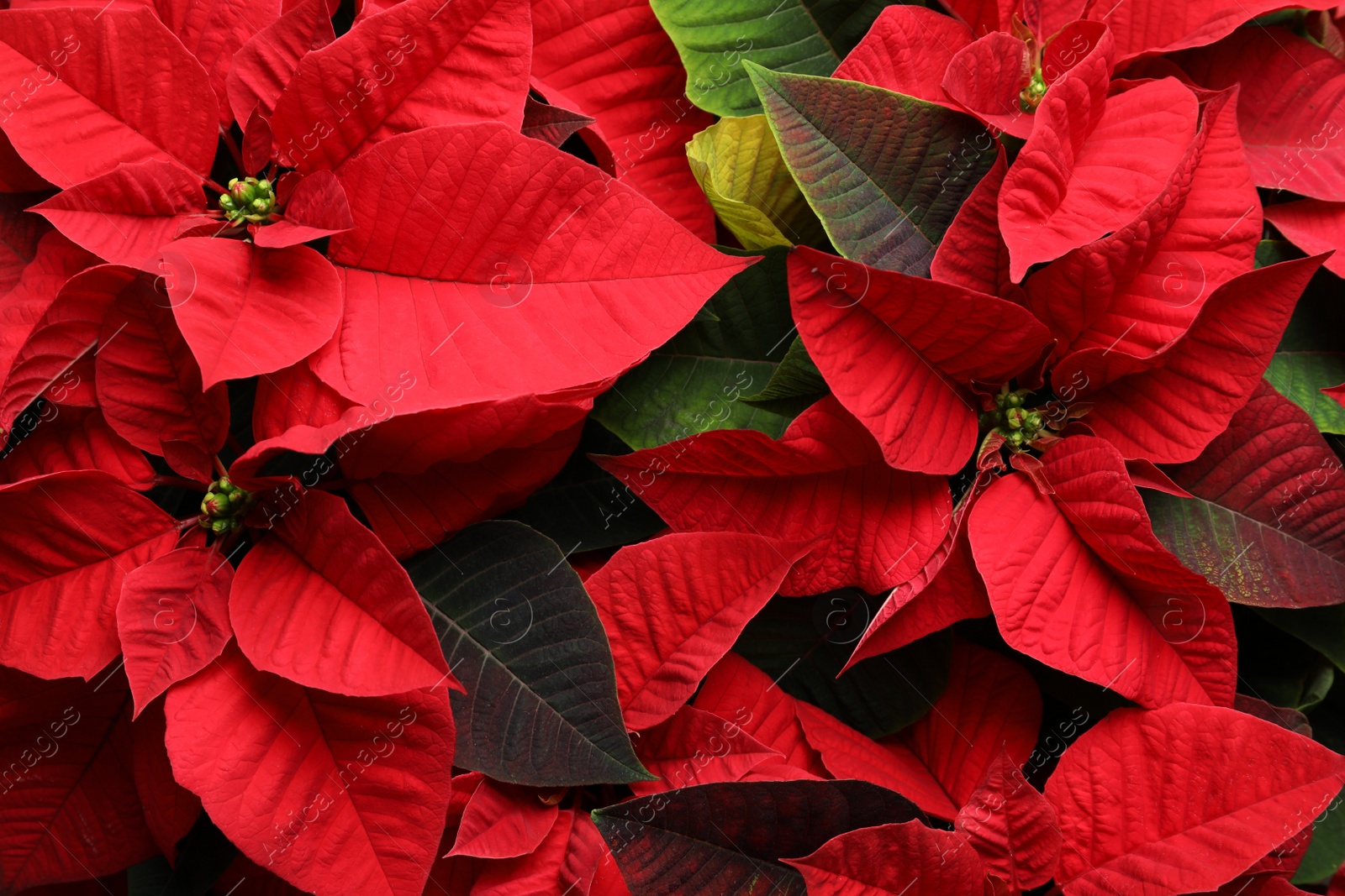 Photo of Red Poinsettia as background, closeup. Christmas traditional flower