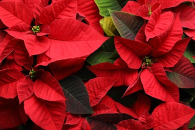 Red Poinsettia as background, closeup. Christmas traditional flower