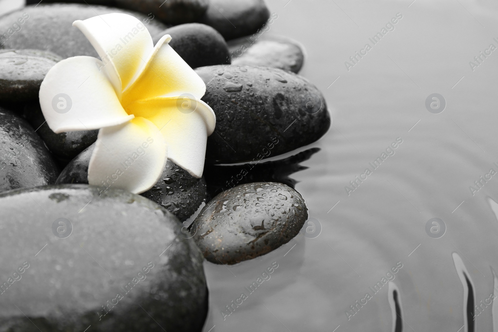 Photo of Beautiful plumeria flower on spa stones in water, space for text. Zen lifestyle