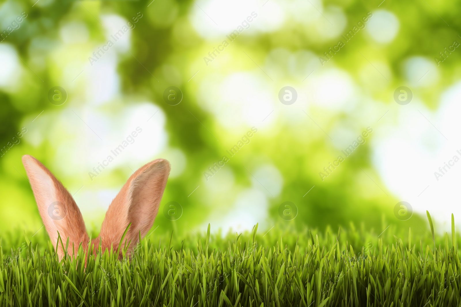 Image of Cute Easter bunny hiding in green grass outdoors, space for text 