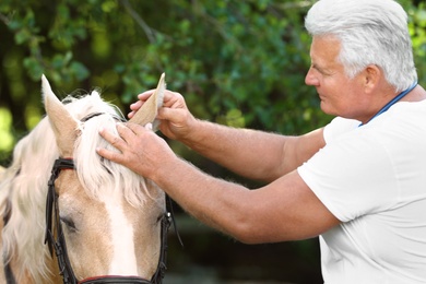 Photo of Senior veterinarian examining palomino horse outdoors on sunny day
