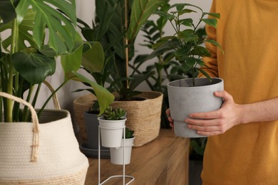 Photo of Woman with beautiful green houseplant indoors, closeup