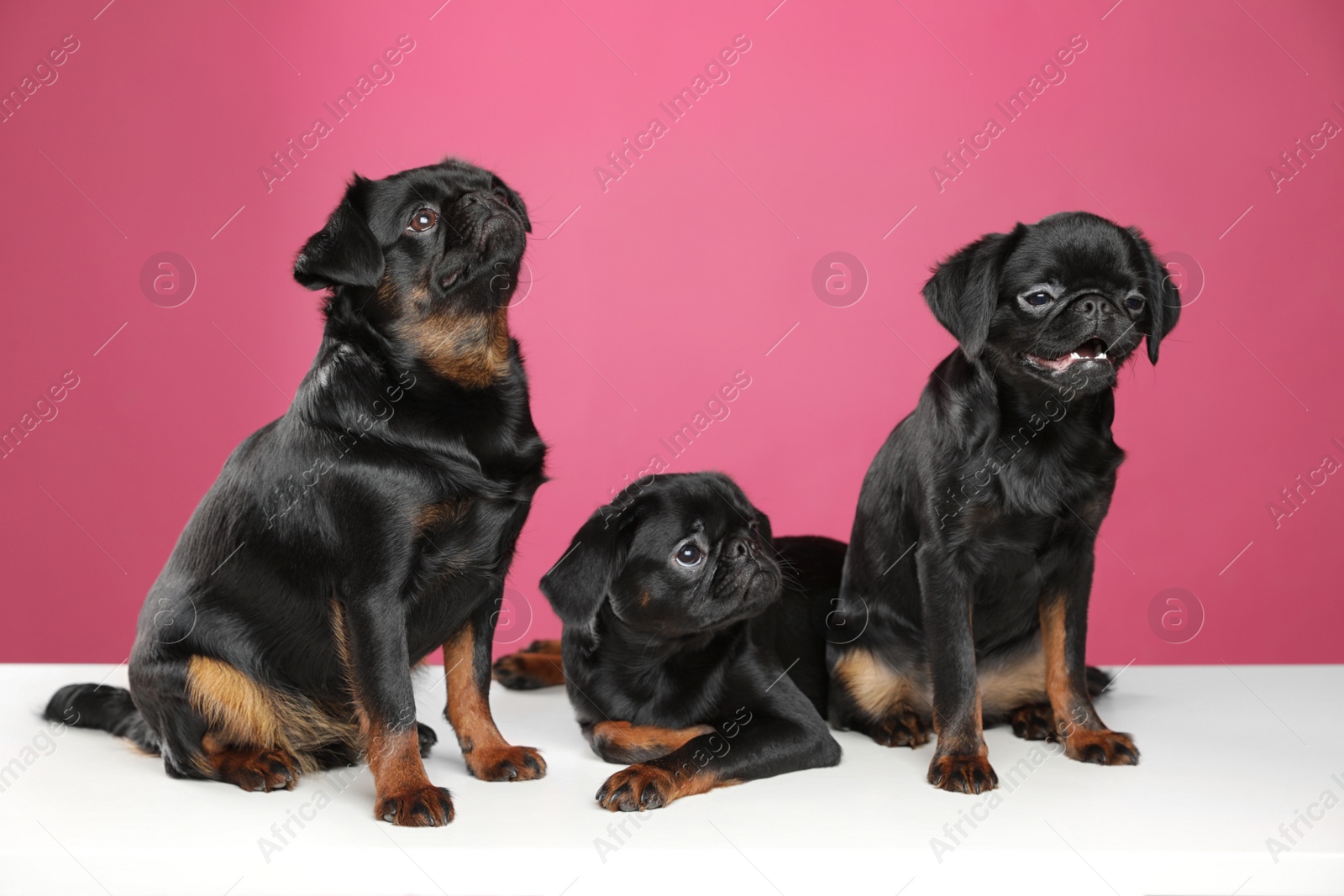 Photo of Adorable black Petit Brabancon dogs on white table against pink background