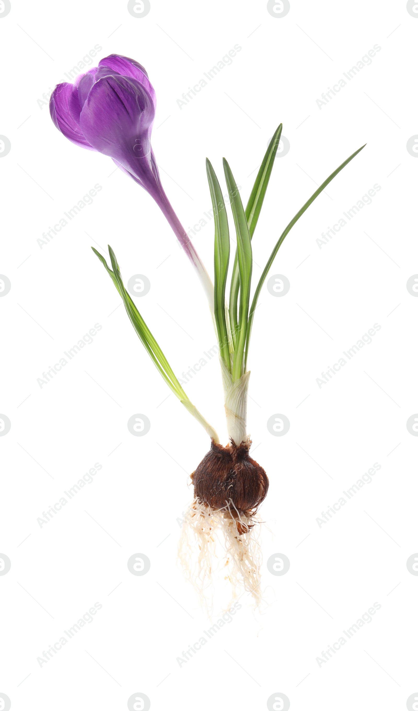 Photo of Crocus plant with purple flower isolated on white