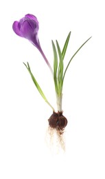 Photo of Crocus plant with purple flower isolated on white