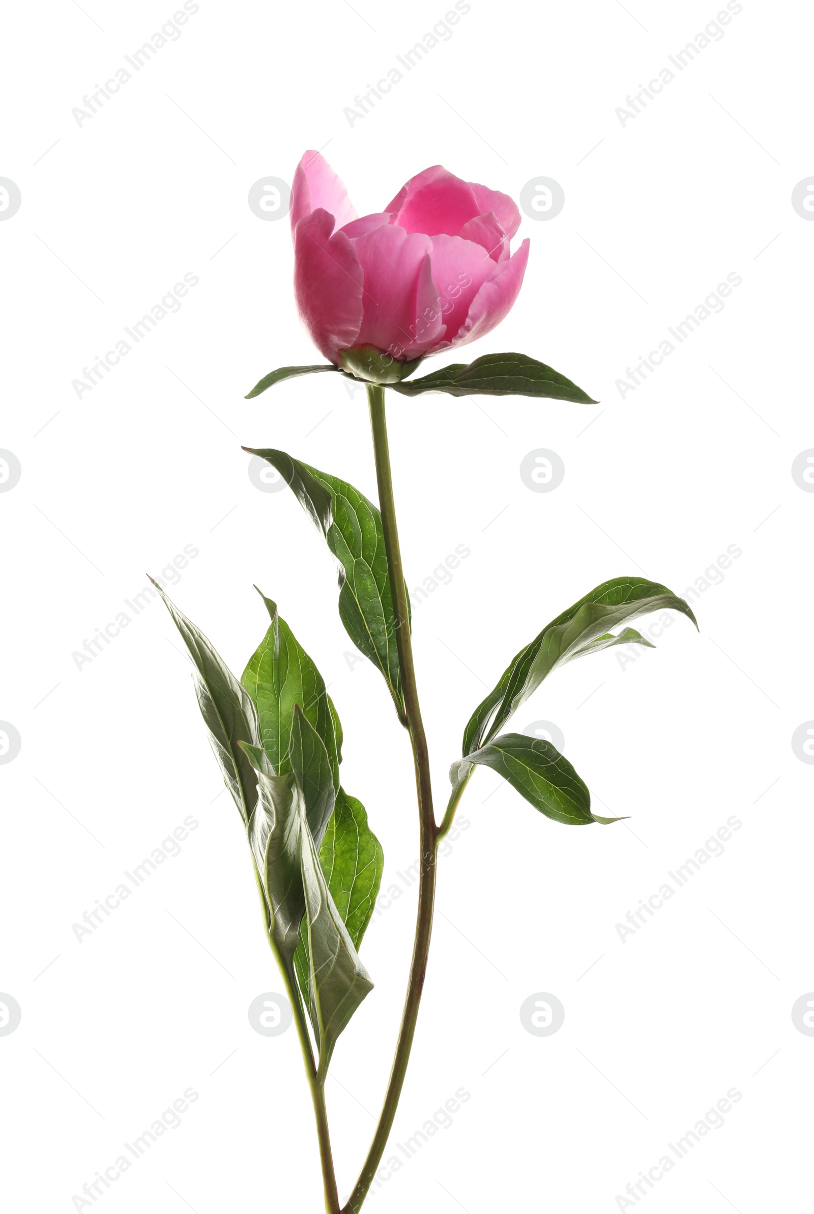 Photo of Fragrant bright peony on white background. Beautiful spring flower