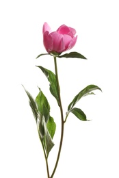 Photo of Fragrant bright peony on white background. Beautiful spring flower