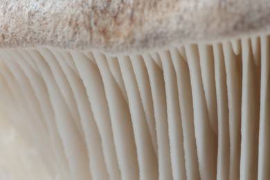 Photo of Fresh oyster mushroom as background, macro view