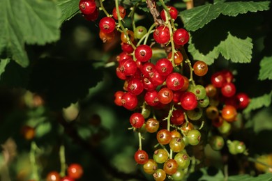 Photo of Closeup view of red currant bush with ripening berries outdoors on sunny day. Space for text