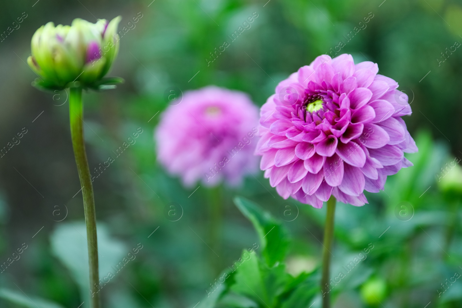 Photo of Beautiful blooming violet dahlia flower in green garden, space for text