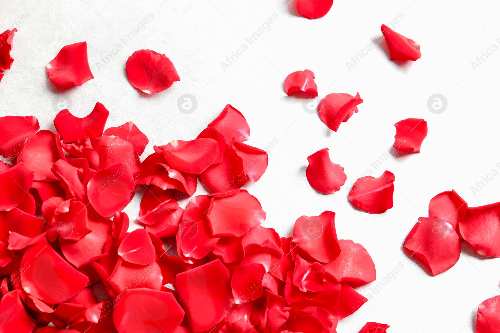Photo of Red rose petals on light background, top view