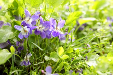 Photo of Beautiful wild violet flowers blooming outdoors. Spring wood