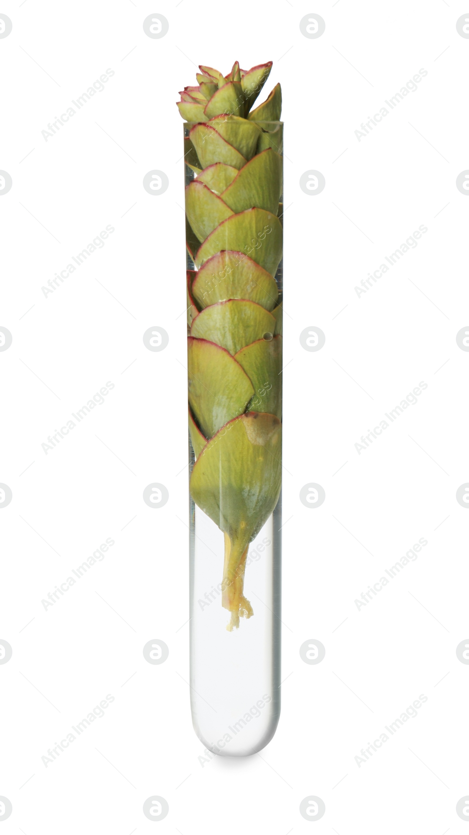 Photo of Green plant in test tube on white background