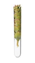 Green plant in test tube on white background