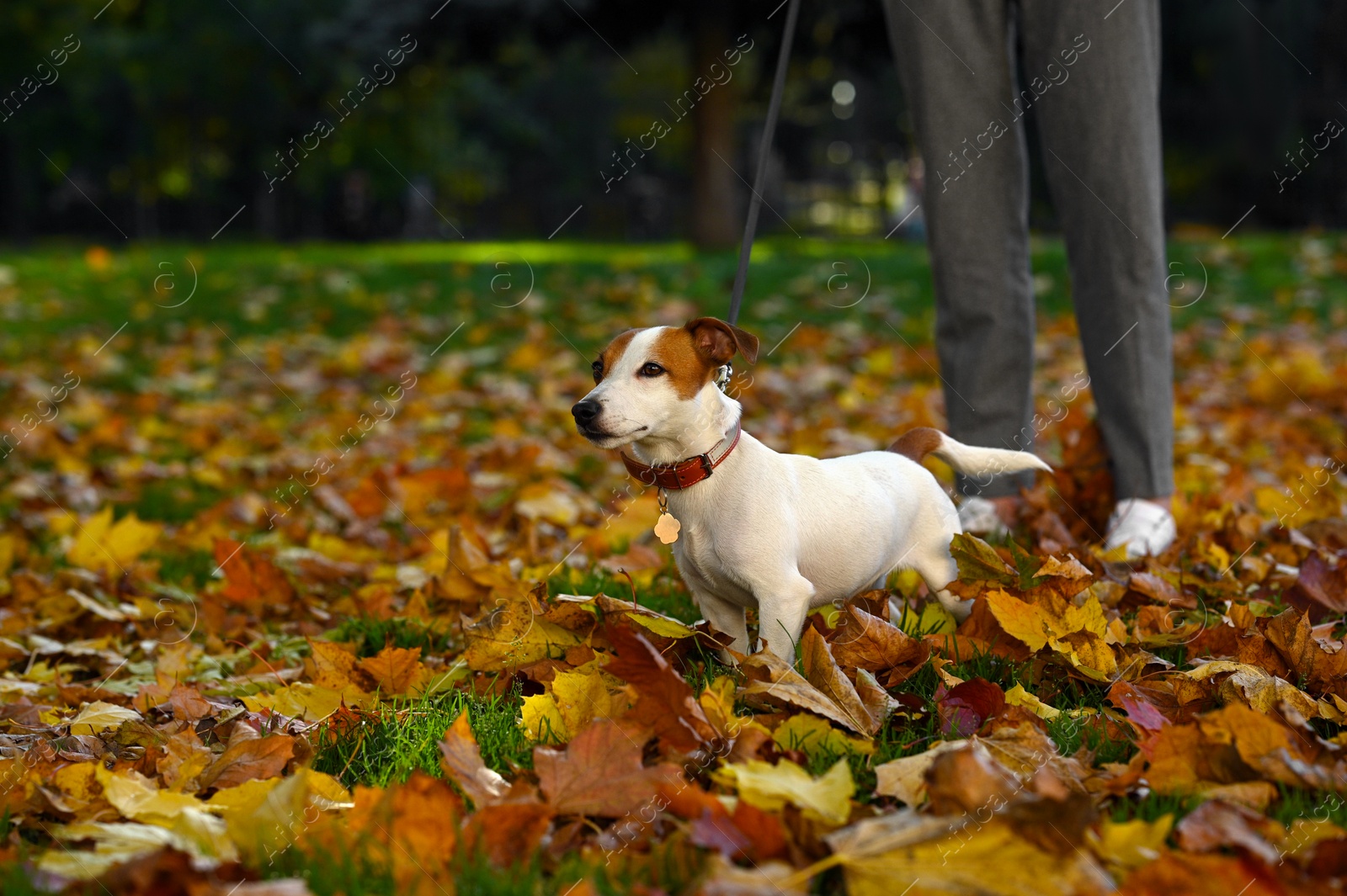 Photo of Man with adorable Jack Russell Terrier in autumn park, closeup. Dog walking