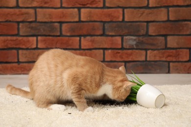 Cute ginger cat near overturned houseplant on carpet at home