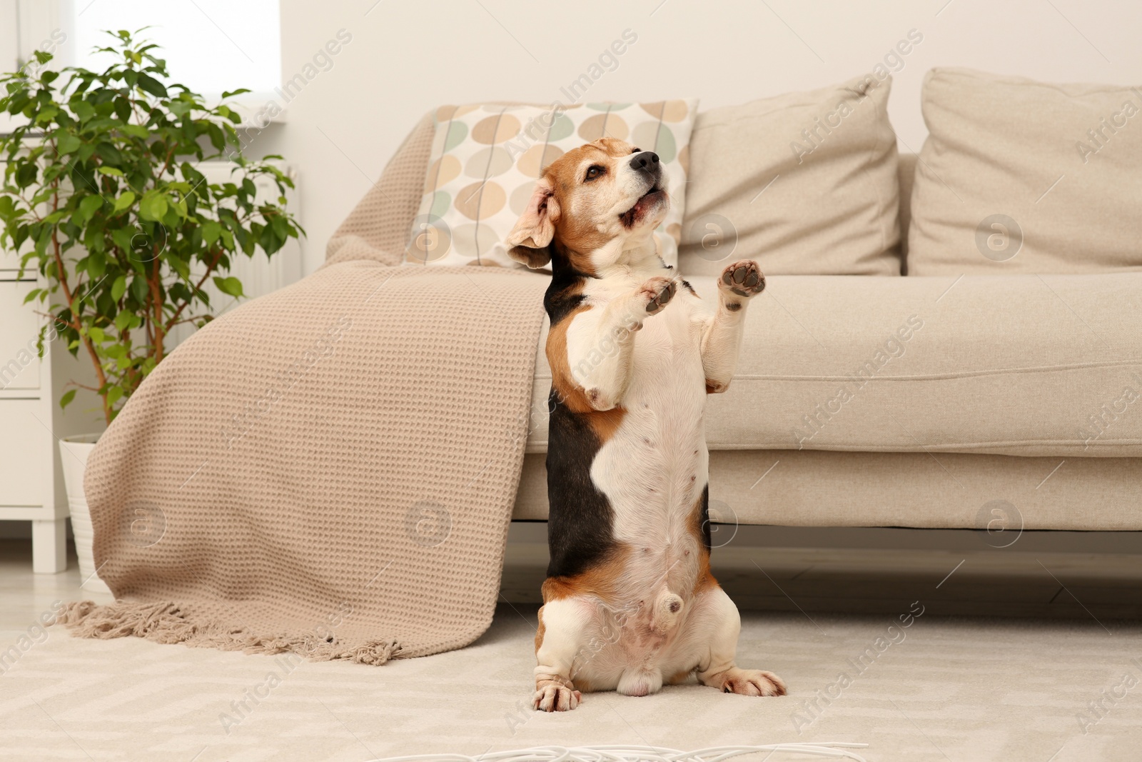 Photo of Playful Beagle dog near damaged electrical wire in living room