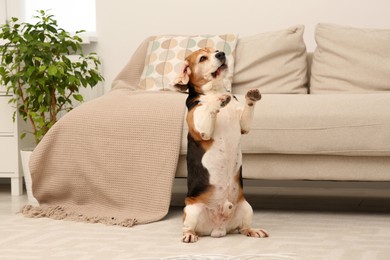 Photo of Playful Beagle dog near damaged electrical wire in living room
